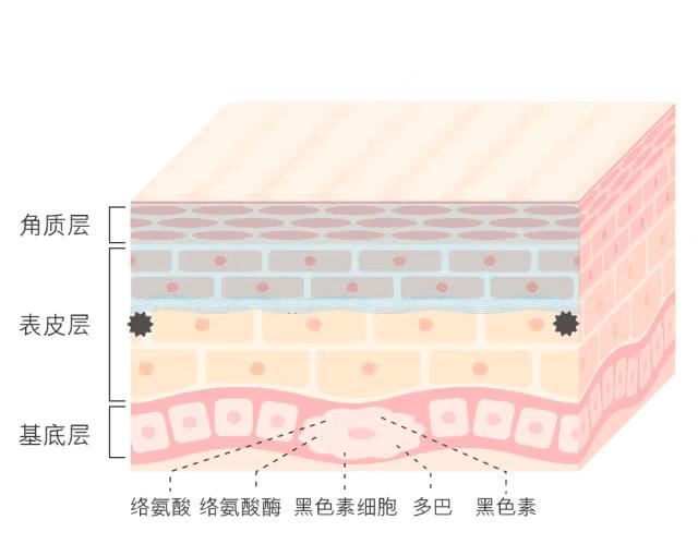 白小姐一码一肖中特一肖，考核释义、解释与落实