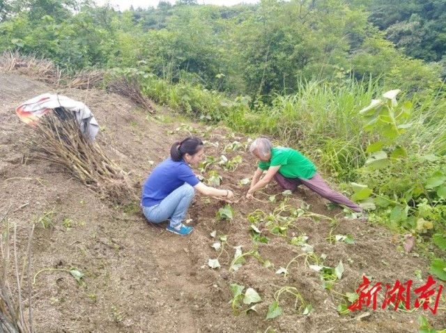 新澳资料免费精准期期准，守株释义、解释落实的重要性